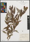 Foto von Salix neotricha Goerz